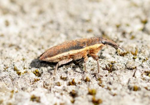 Réf. 319 569 : Lixus ochraceus